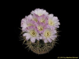 Gymnocalycium monvillei ssp. achirasense 16 (2)